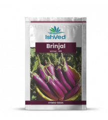 Brinjal IVBJH-385 10 grams